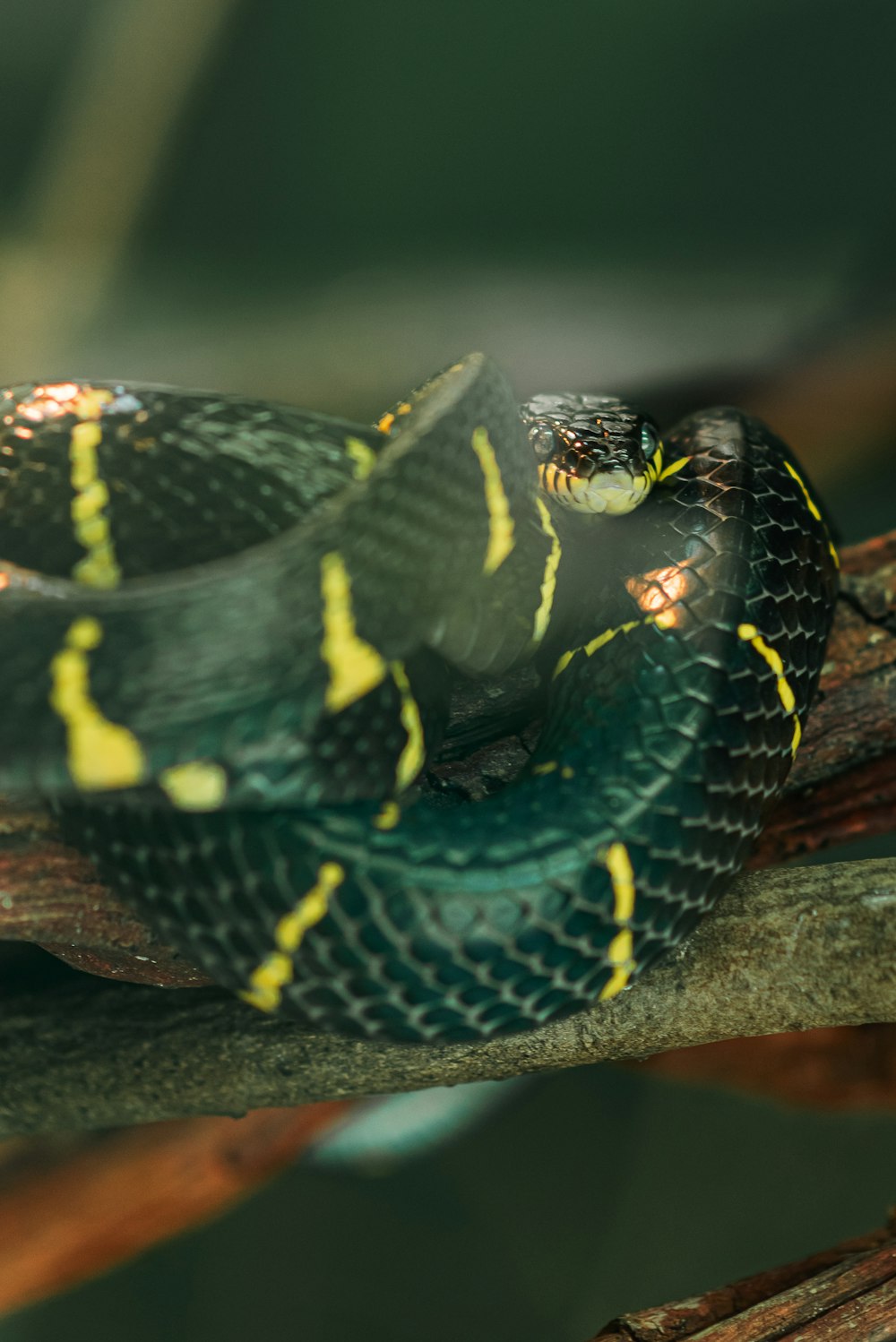 a green and yellow snake on a branch