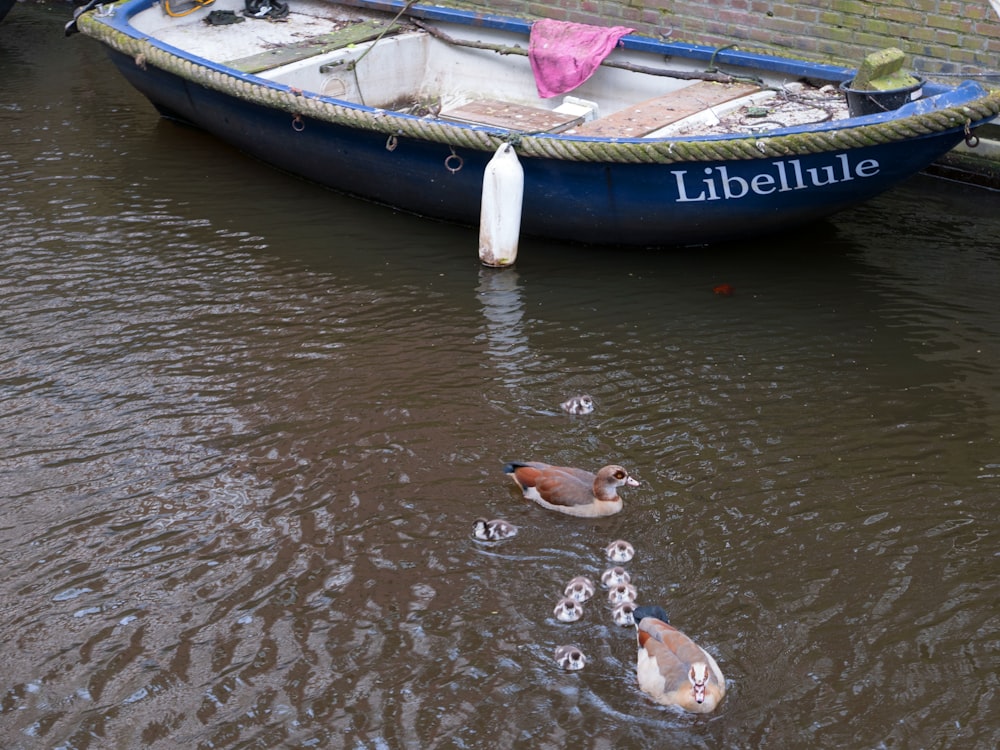 a group of ducks swimming in a body of water