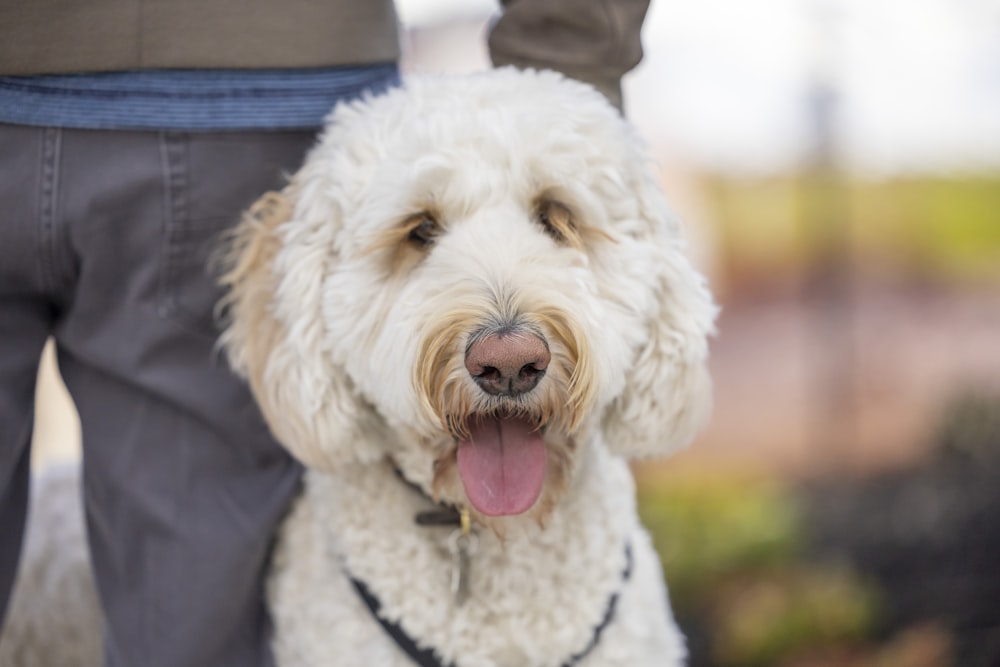 a close up of a dog with its tongue out