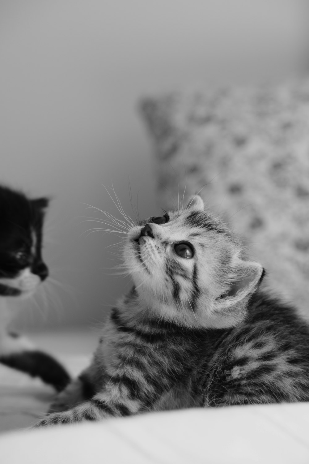 a black and white photo of a kitten and a black and white cat