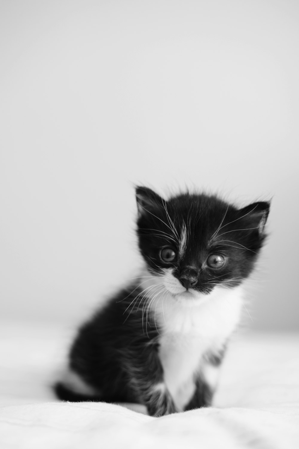 a small black and white kitten sitting on a bed