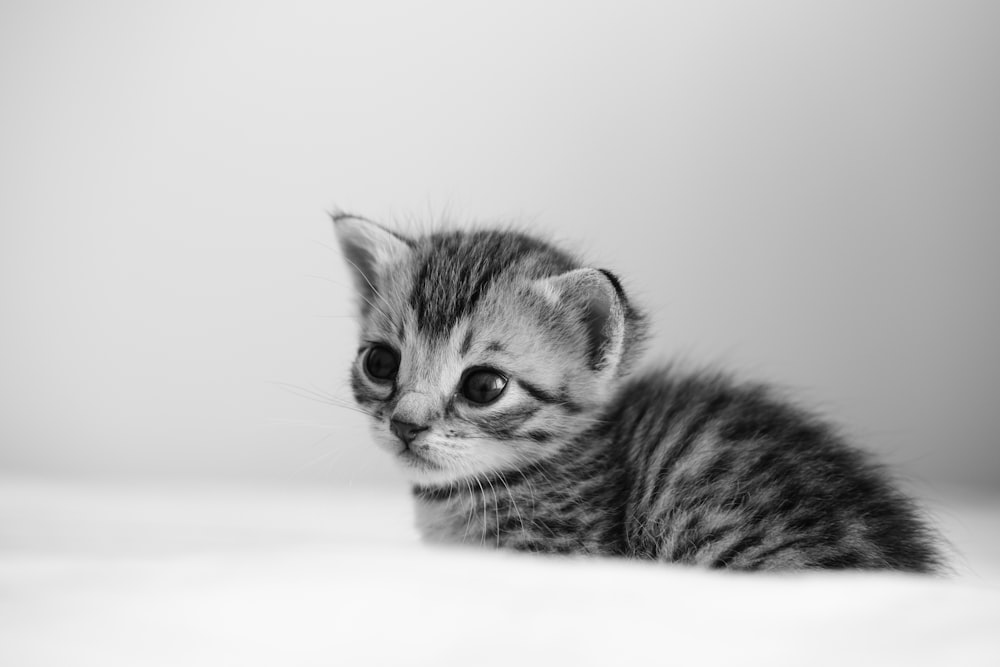a black and white photo of a small kitten