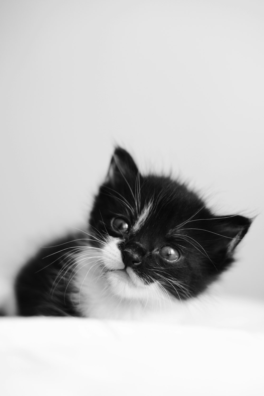 a small black and white kitten laying on top of a bed