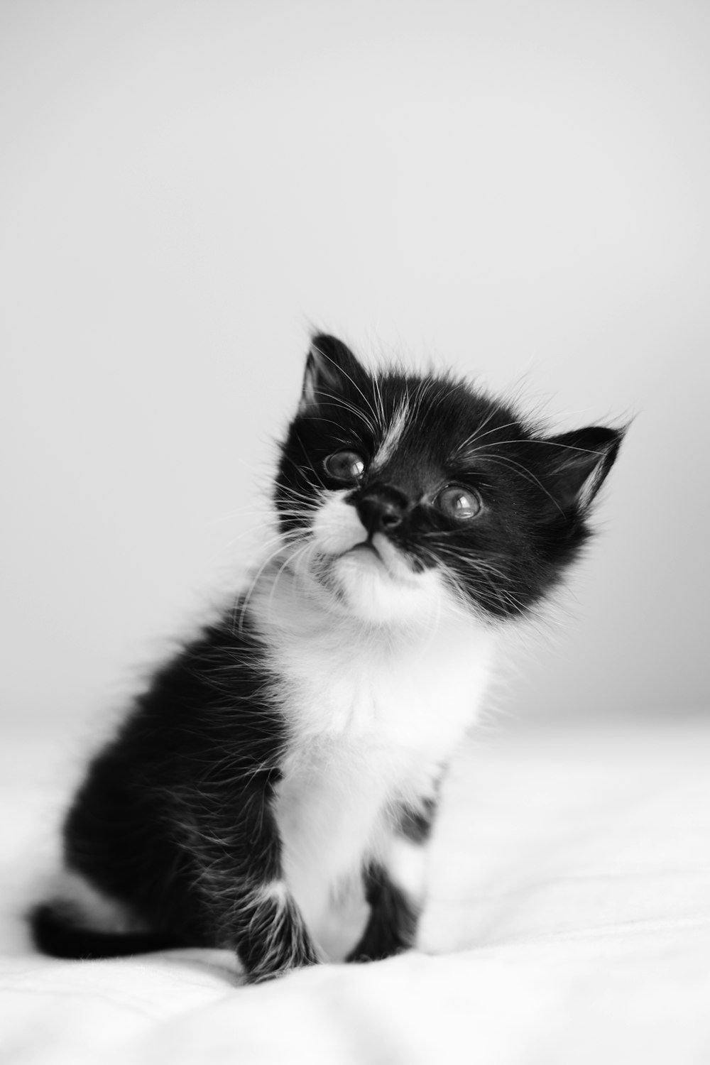 a black and white kitten sitting on top of a bed