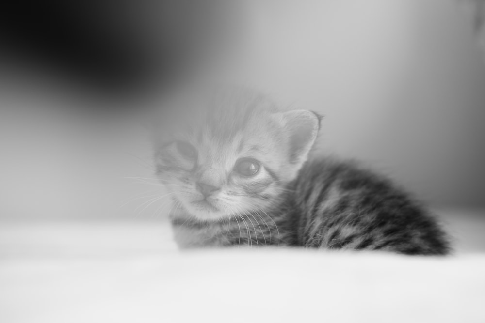 a black and white photo of a small kitten