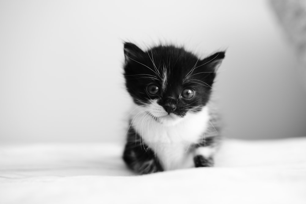 a small black and white kitten sitting on top of a bed