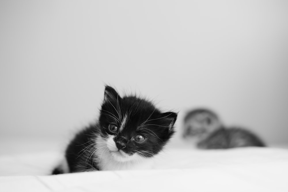 a black and white kitten laying on top of a bed