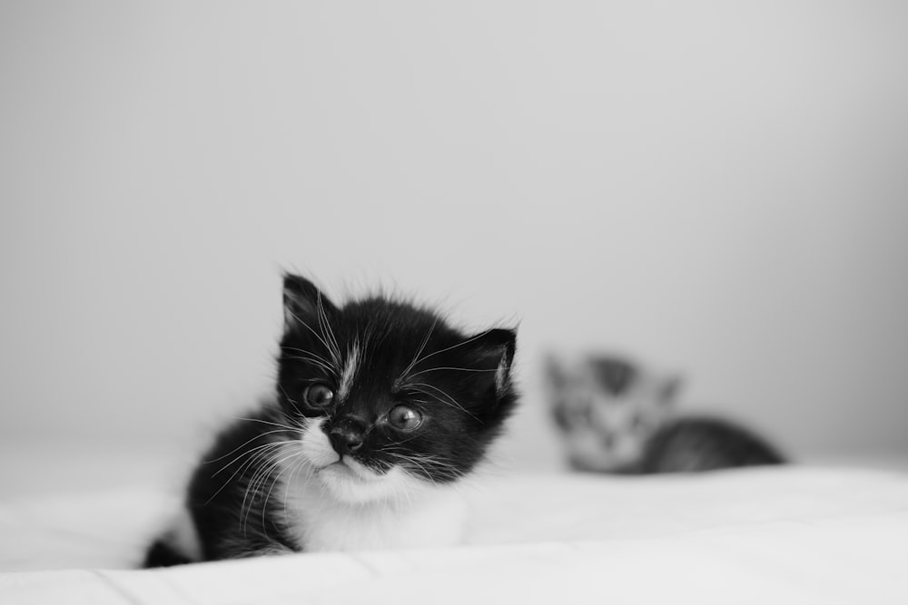 a black and white photo of two kittens on a bed
