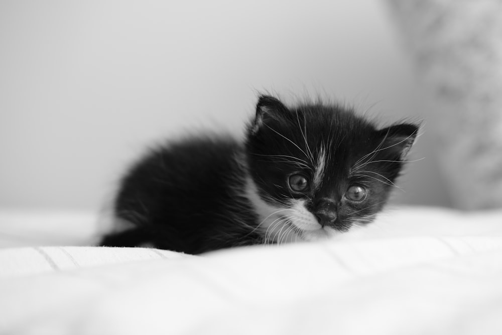 a small black and white kitten laying on a bed