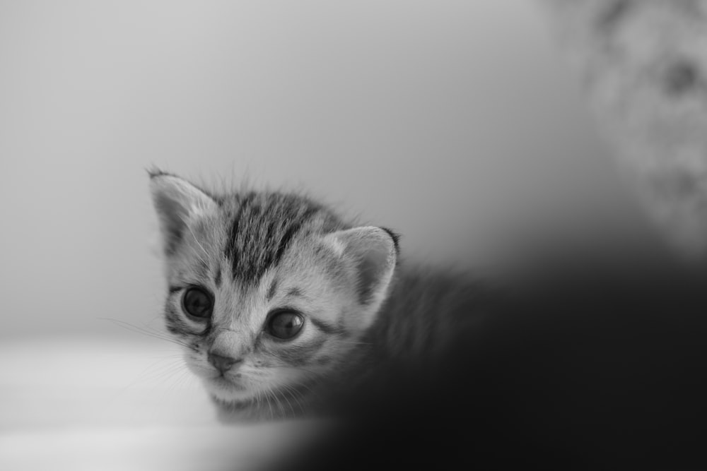 a small kitten sitting on top of a bed