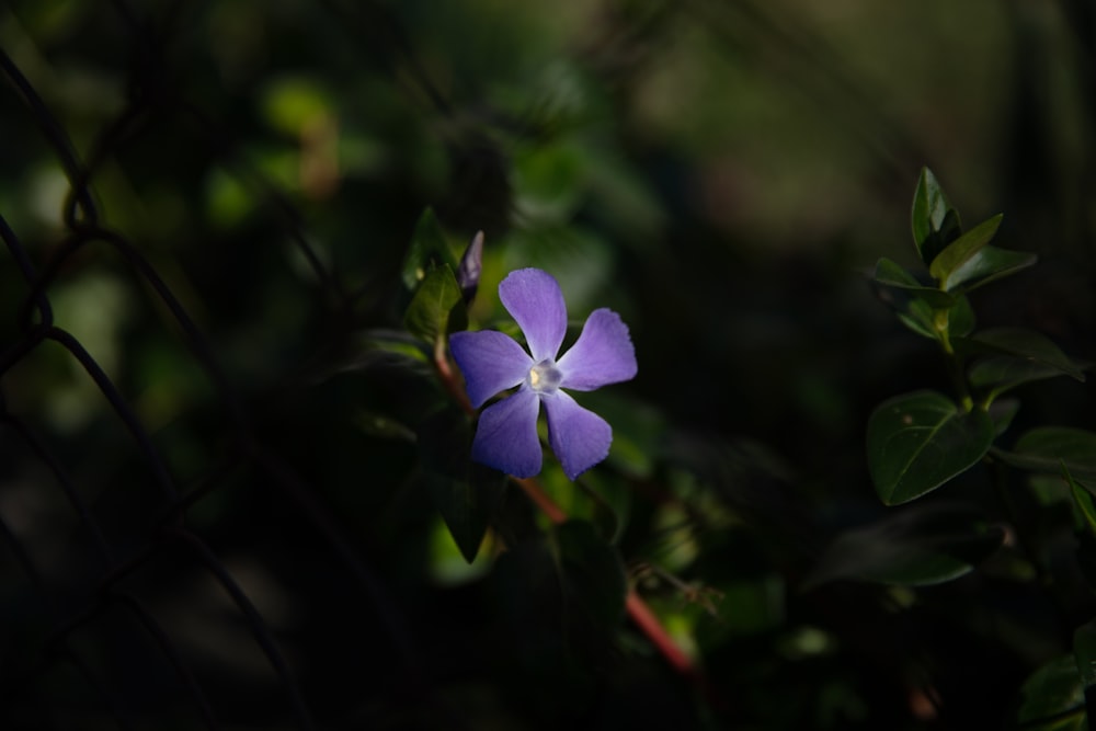 a purple flower with green leaves in the background