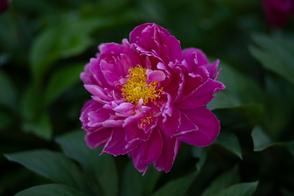 a pink flower with a yellow center surrounded by green leaves