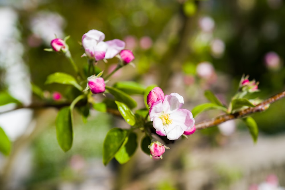 a branch with pink and white flowers on it