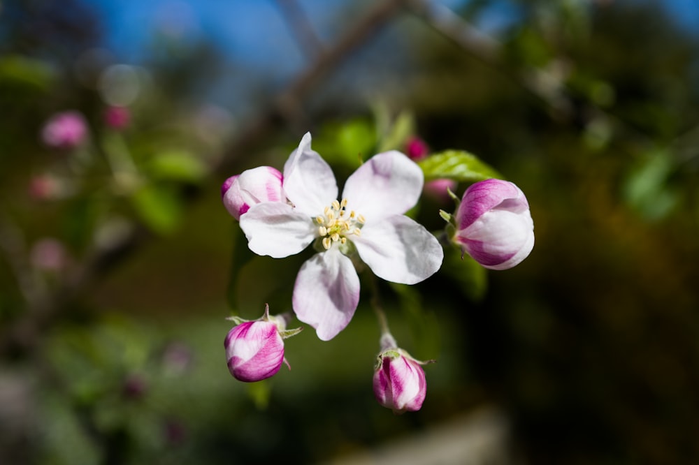 a close up of a pink and white flower