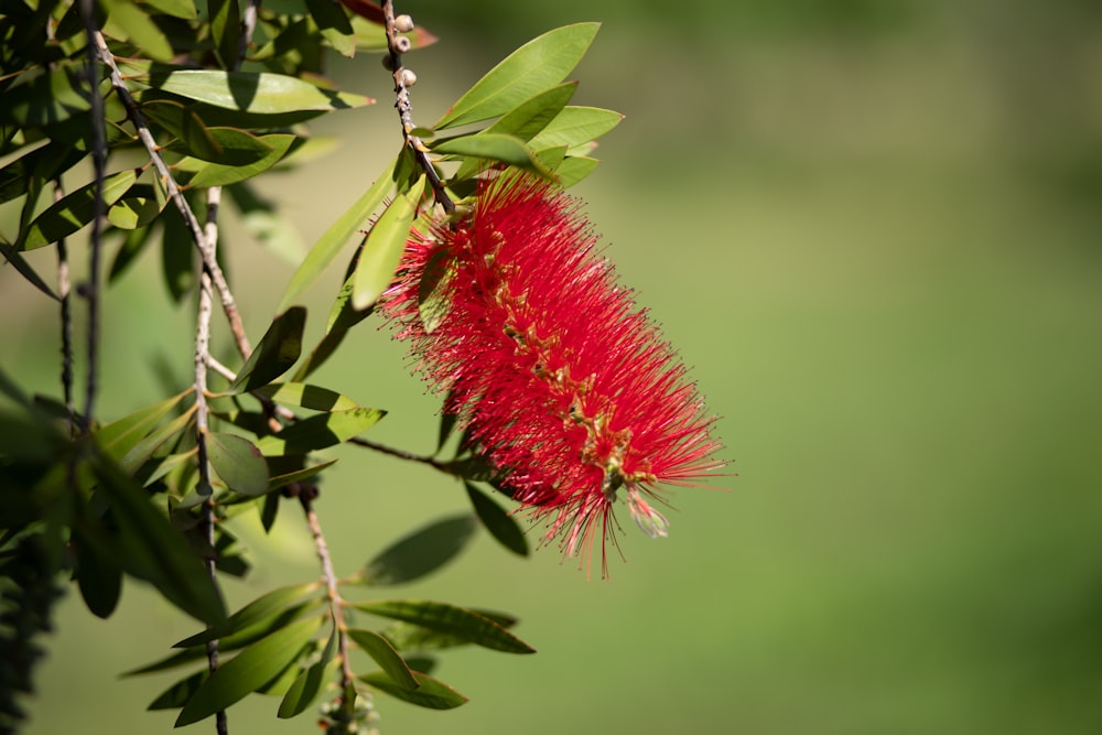 a close up of a red flower on a tree