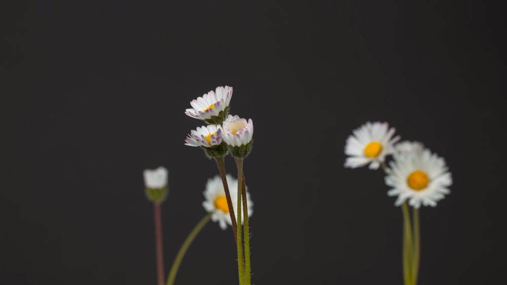 eine Gruppe von Gänseblümchen in einer Vase auf einem Tisch