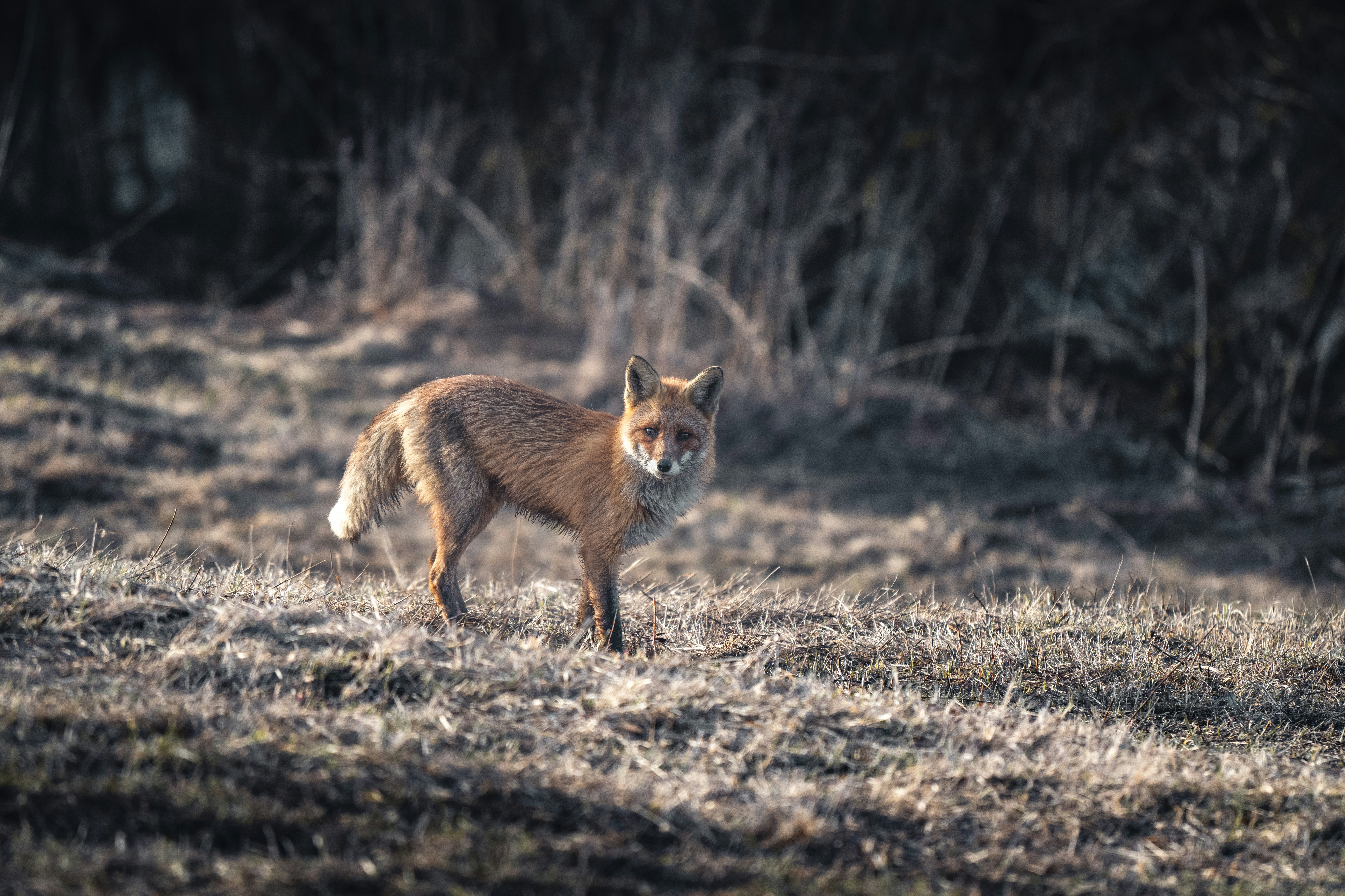 Photo by andreystrizhkov