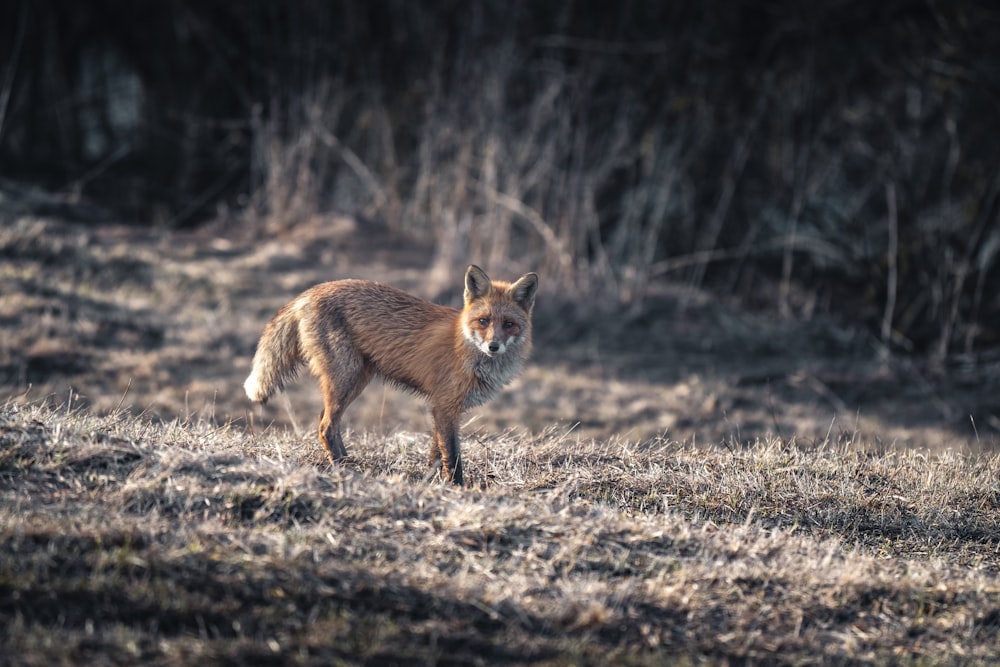 a small fox standing on top of a dry grass field