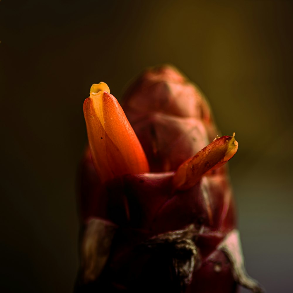 a close up of a flower with a blurry background