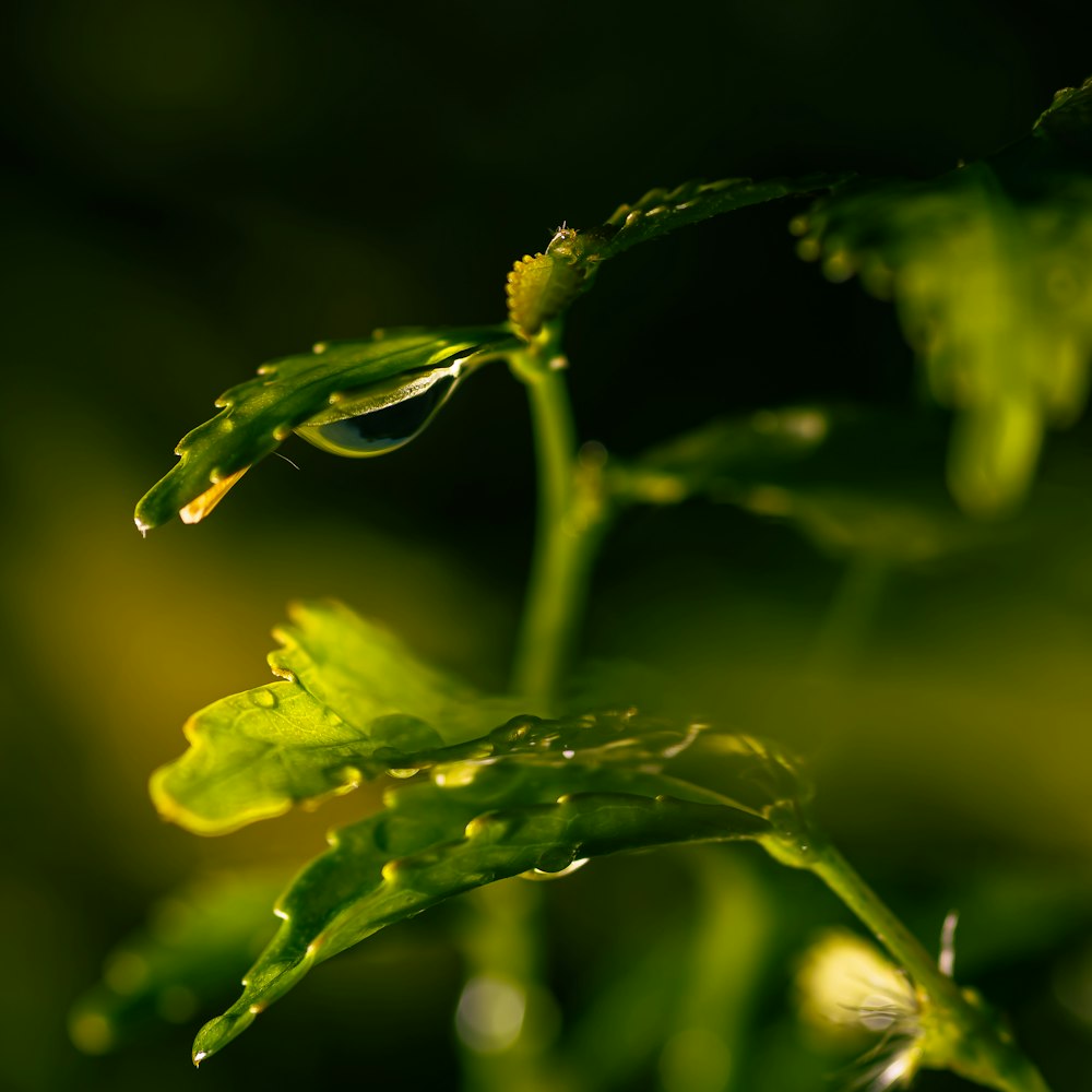 una planta verde con gotas de agua