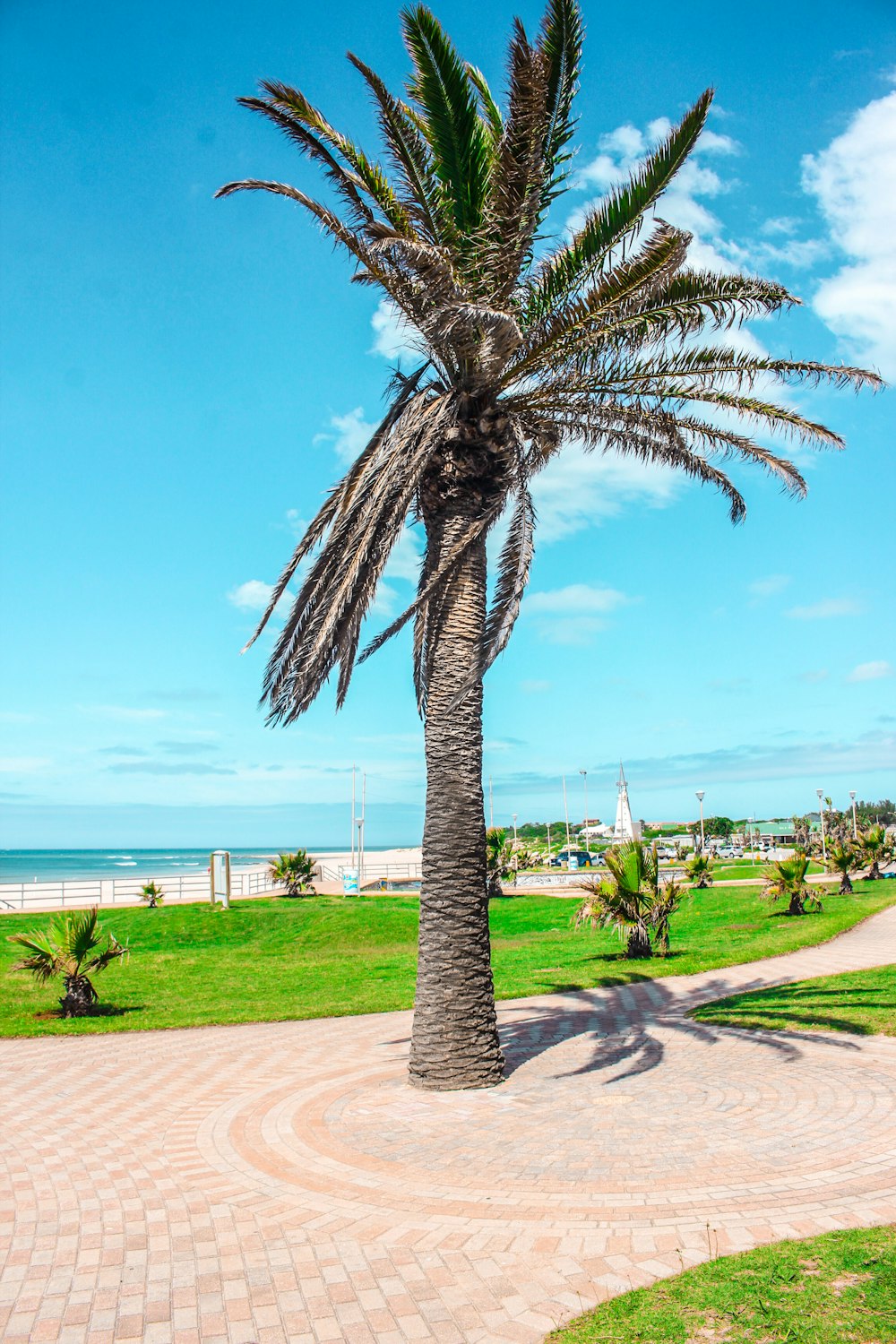 a palm tree on a brick walkway next to the ocean