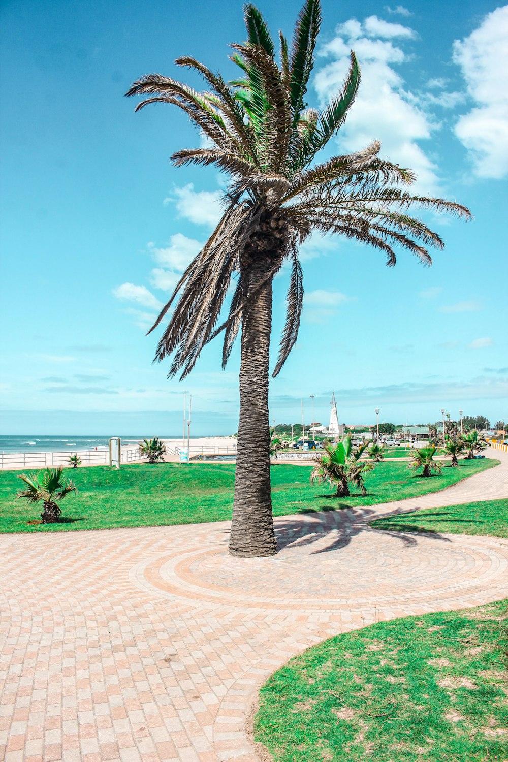 a palm tree on a brick walkway near the beach