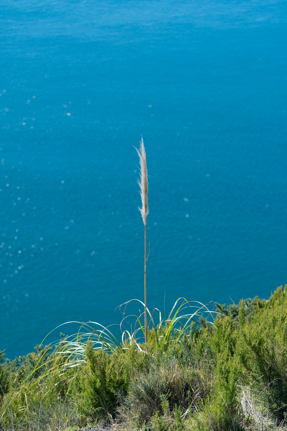 a tall grass plant sitting on top of a lush green hillside