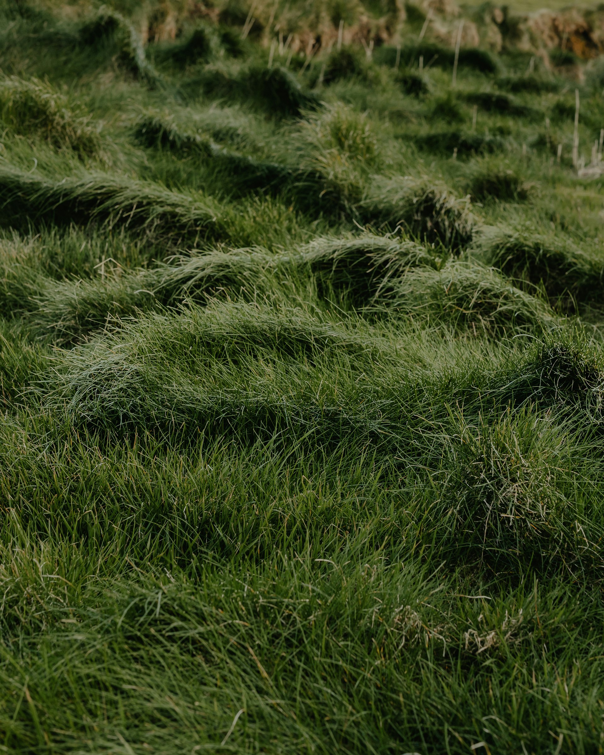 a sheep standing in a field of green grass