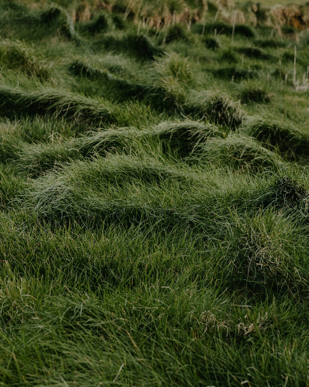 a sheep standing in a field of green grass