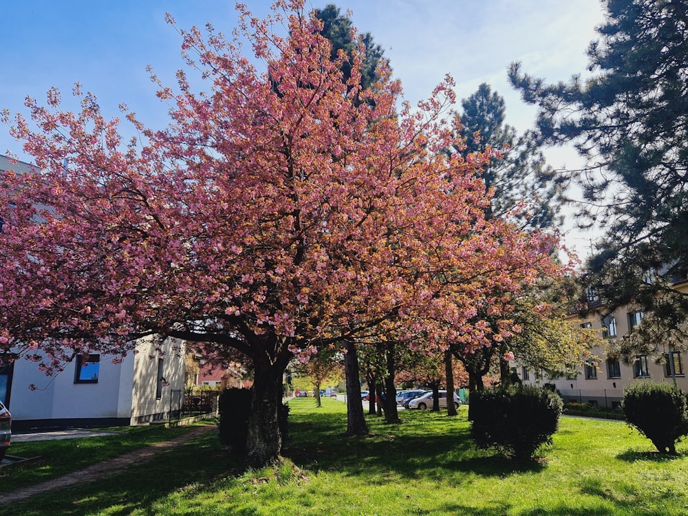 a pink tree in the middle of a grassy area