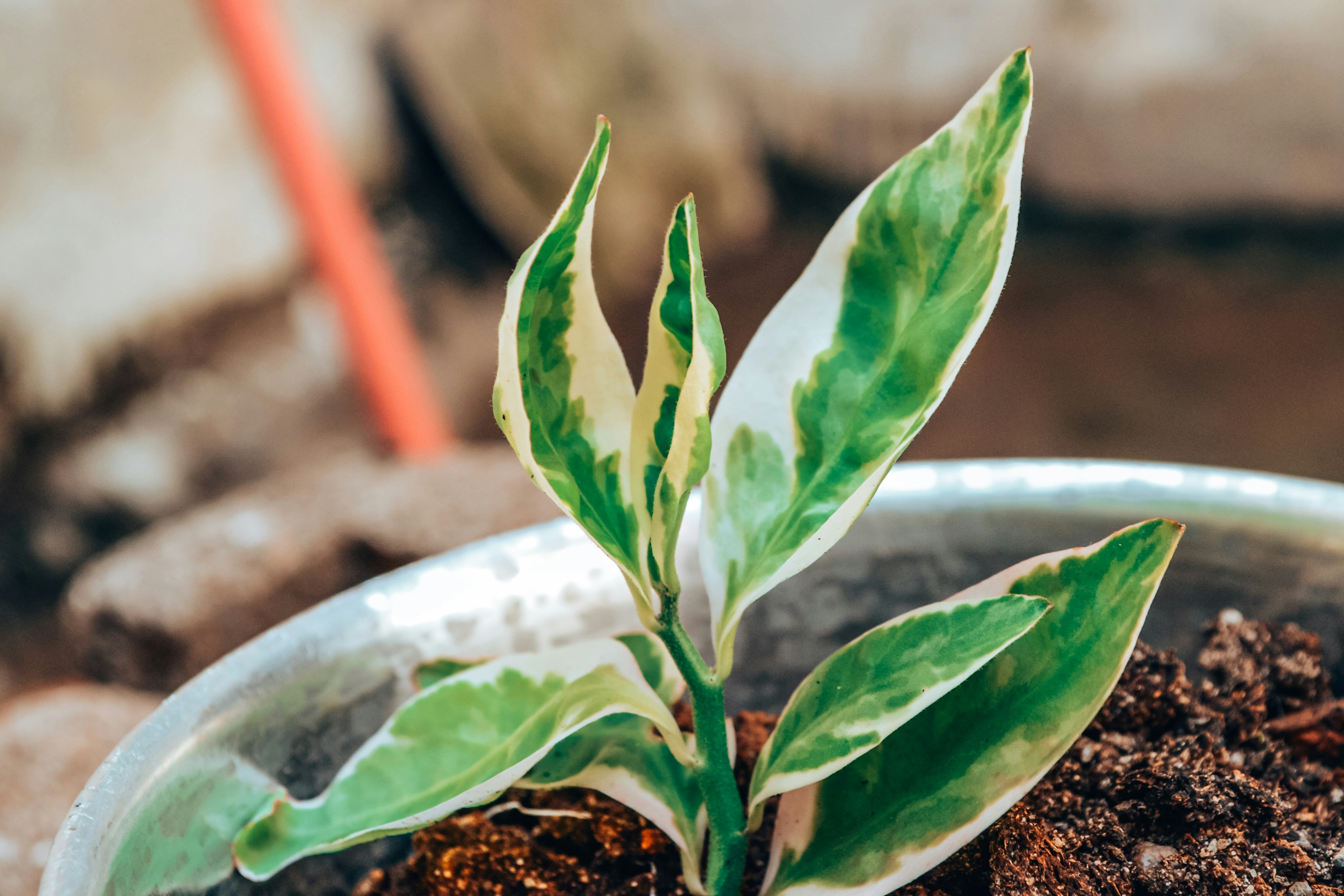 Photo by janilson_oficial