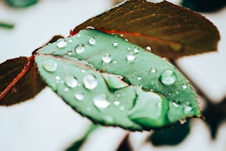 a green leaf with water droplets on it