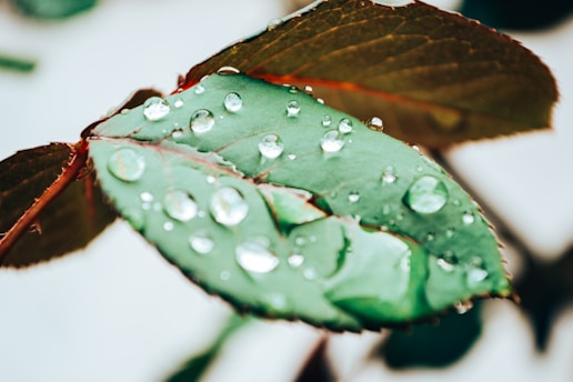 a green leaf with water droplets on it