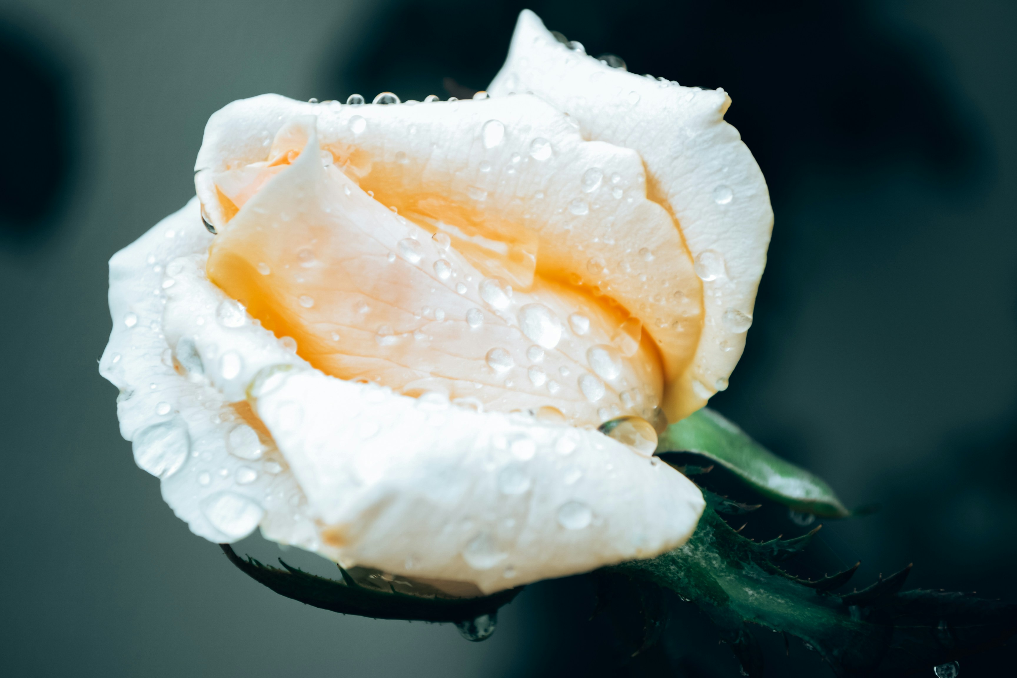 Photo by janilson_oficial