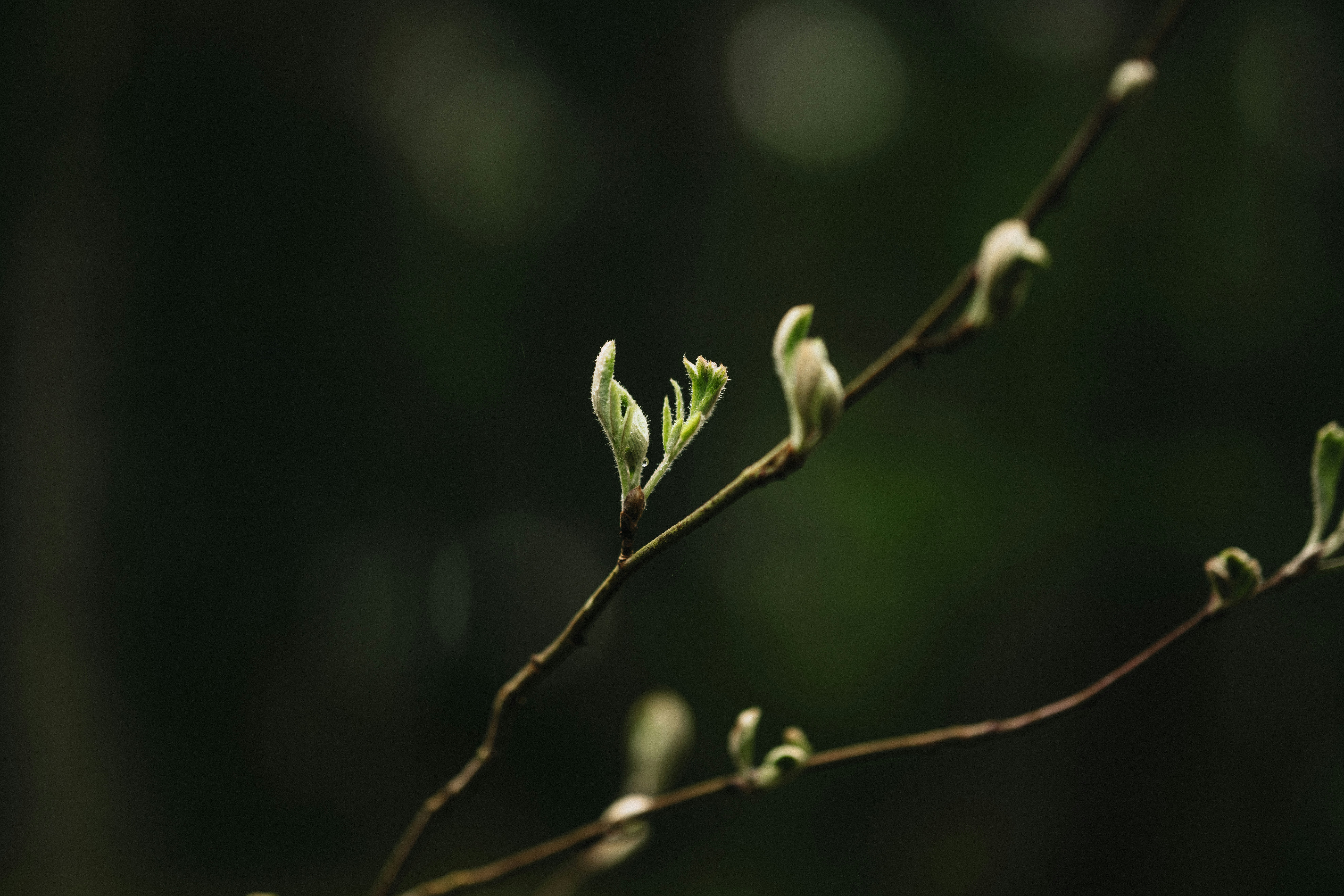 A close up of a tree branch with leaves photo – Free Latvia Image on ...