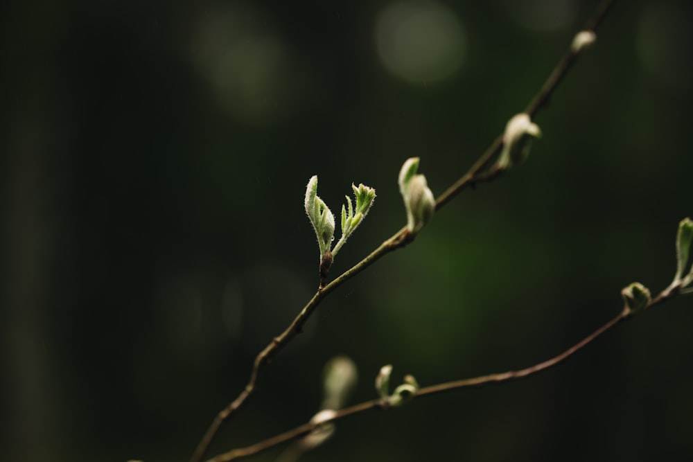 a close up of a tree branch with leaves