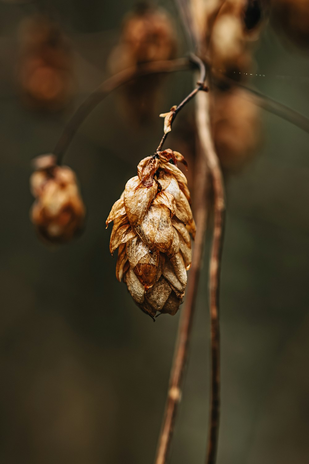 a close up of a branch with a bunch of nuts on it