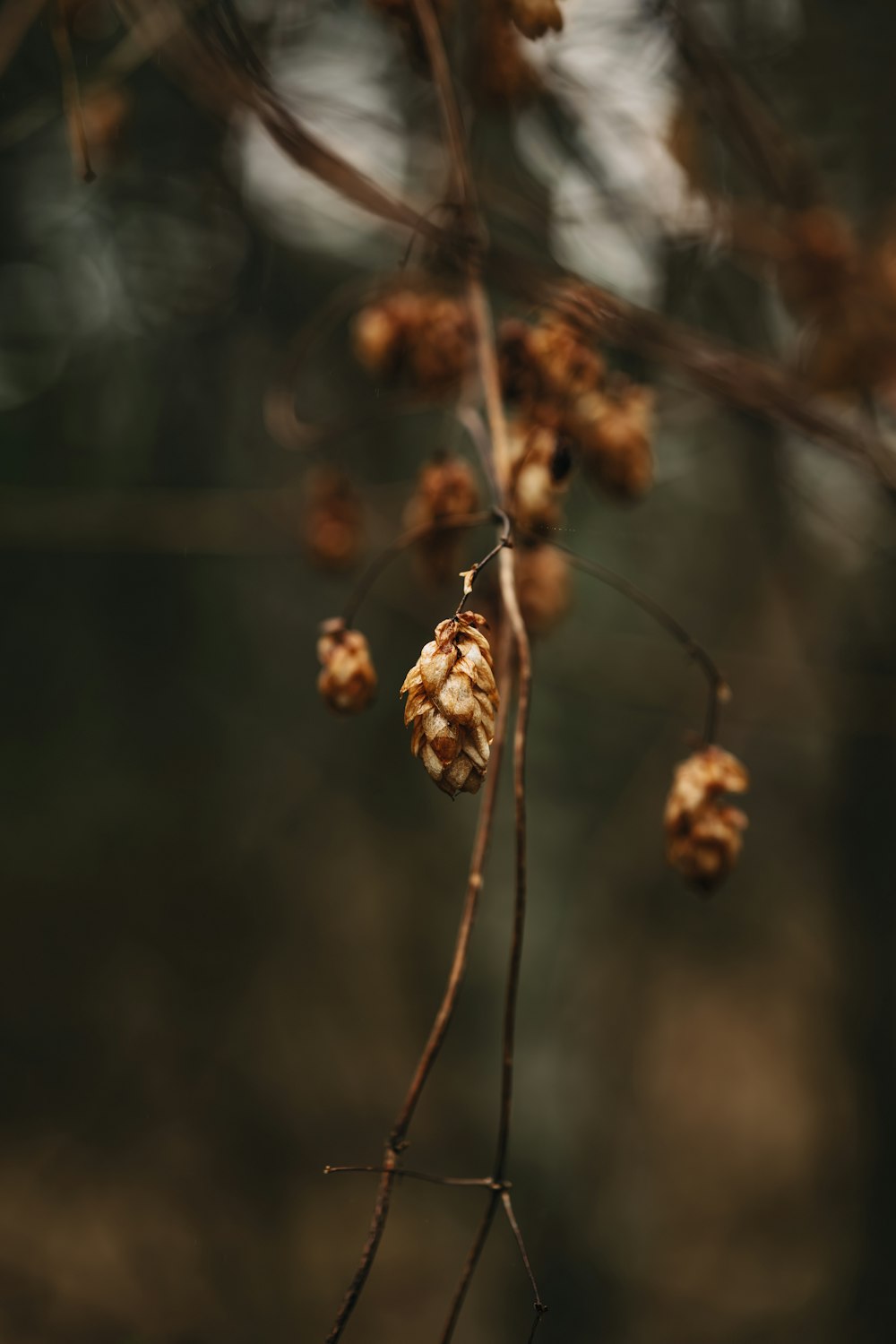a bunch of small brown flowers hanging from a tree