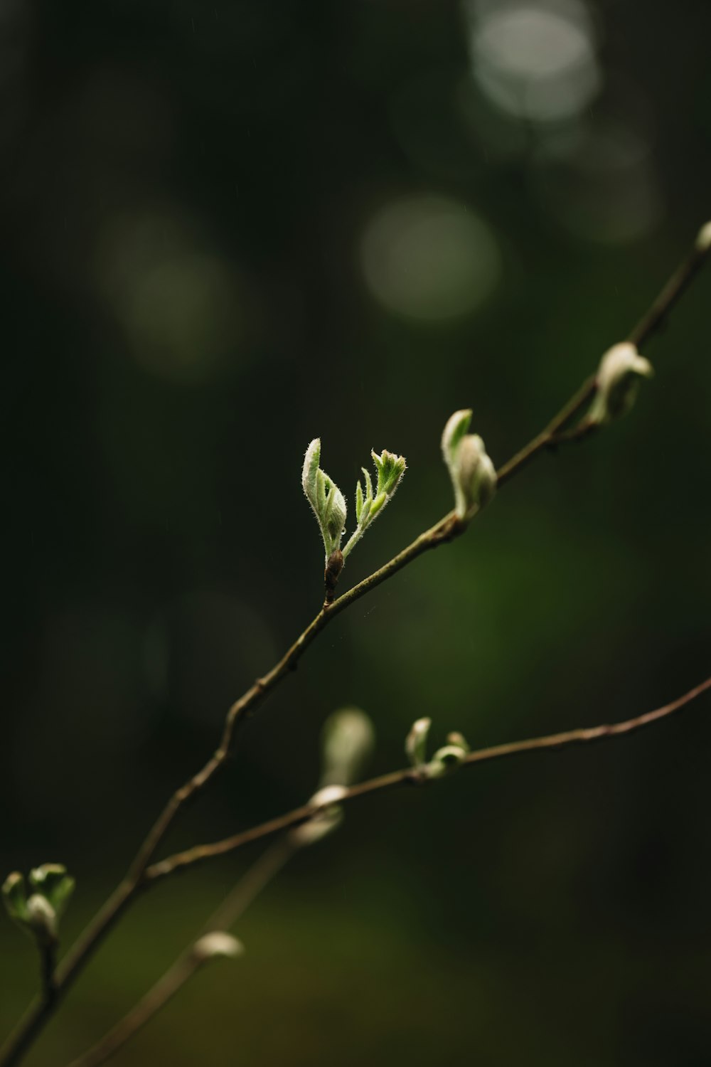 a close up of a tree branch with leaves