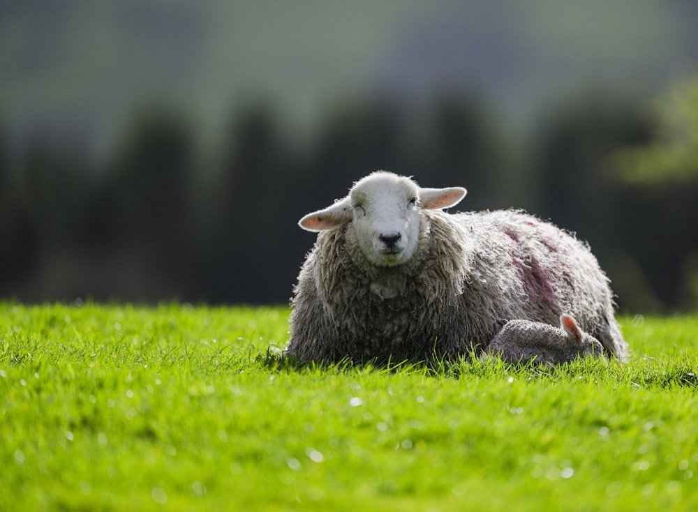 a sheep laying in a field of green grass