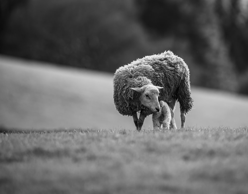 a black and white photo of a sheep and its baby