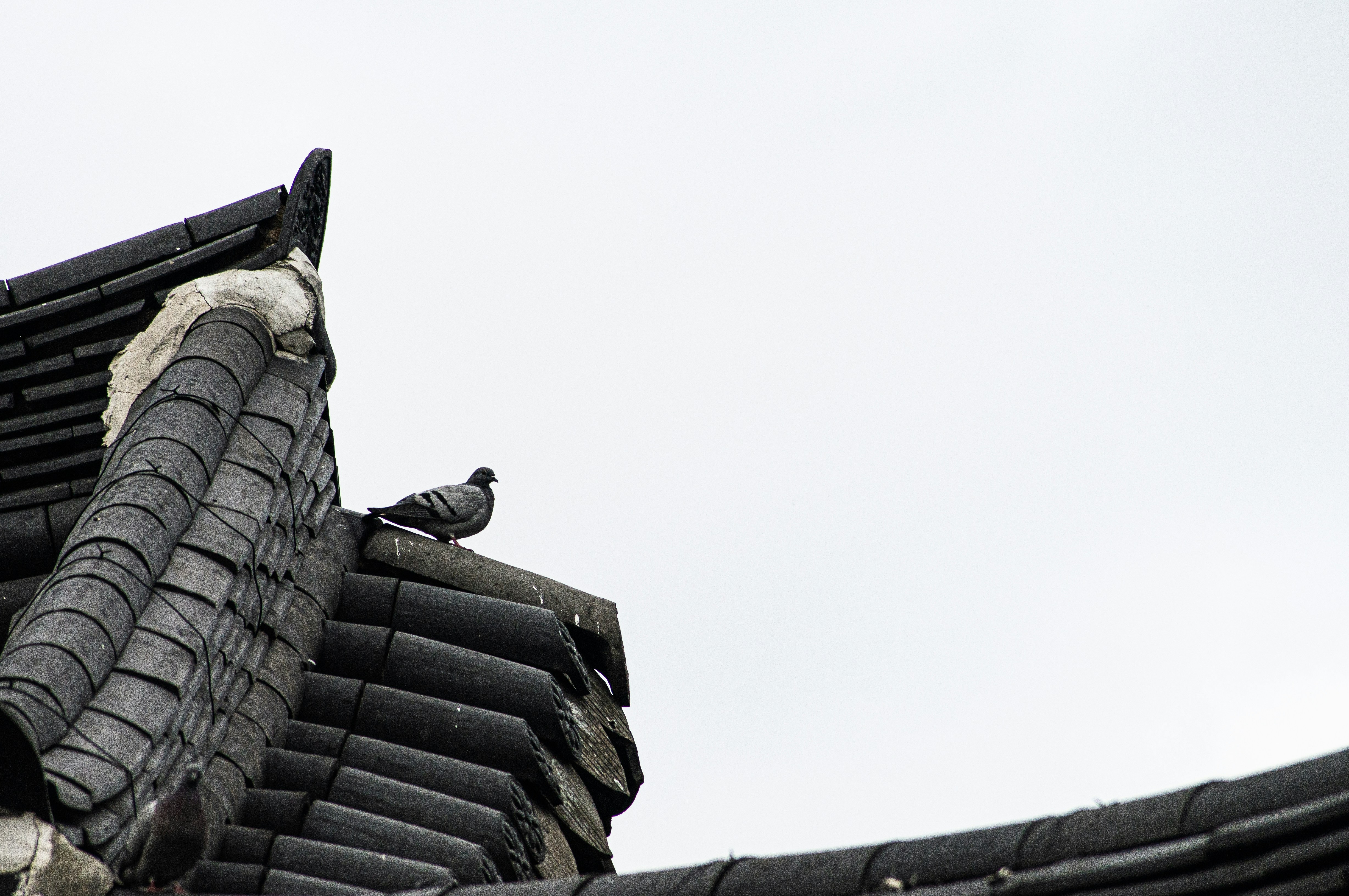 ビルの屋上にとまる鳥