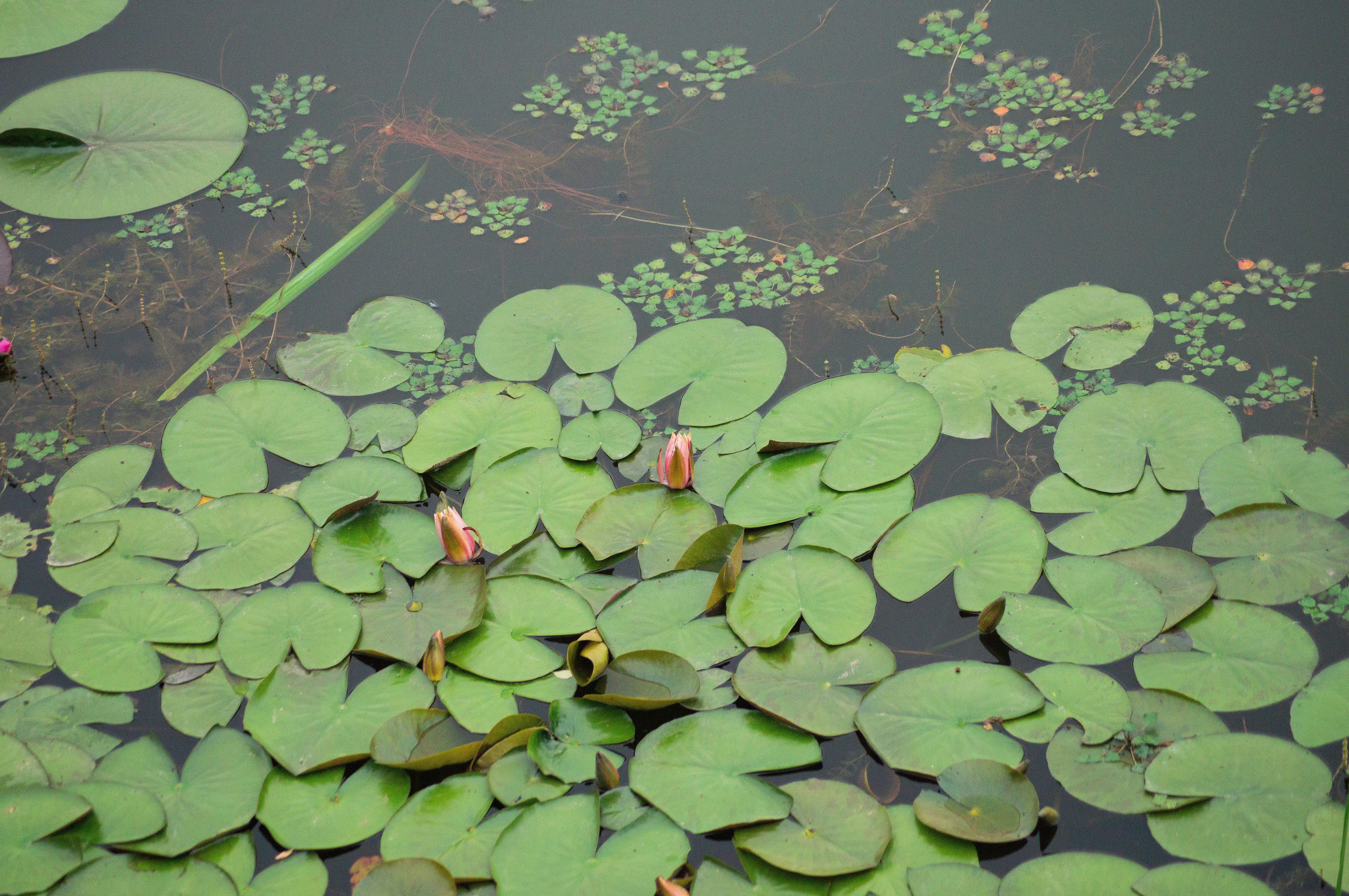 水面に浮かぶスイレンの葉群