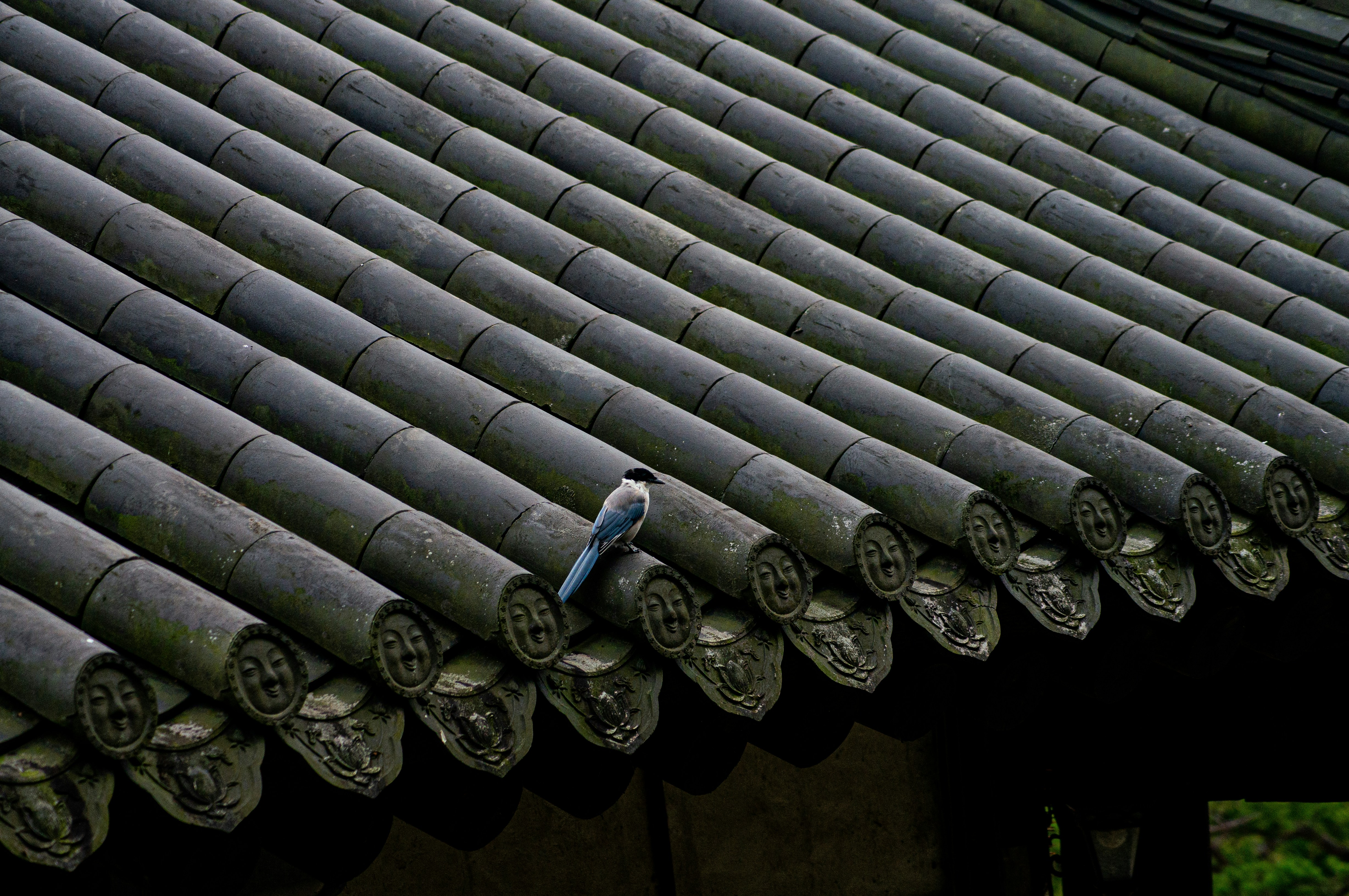 屋根の上に座る青い鳥