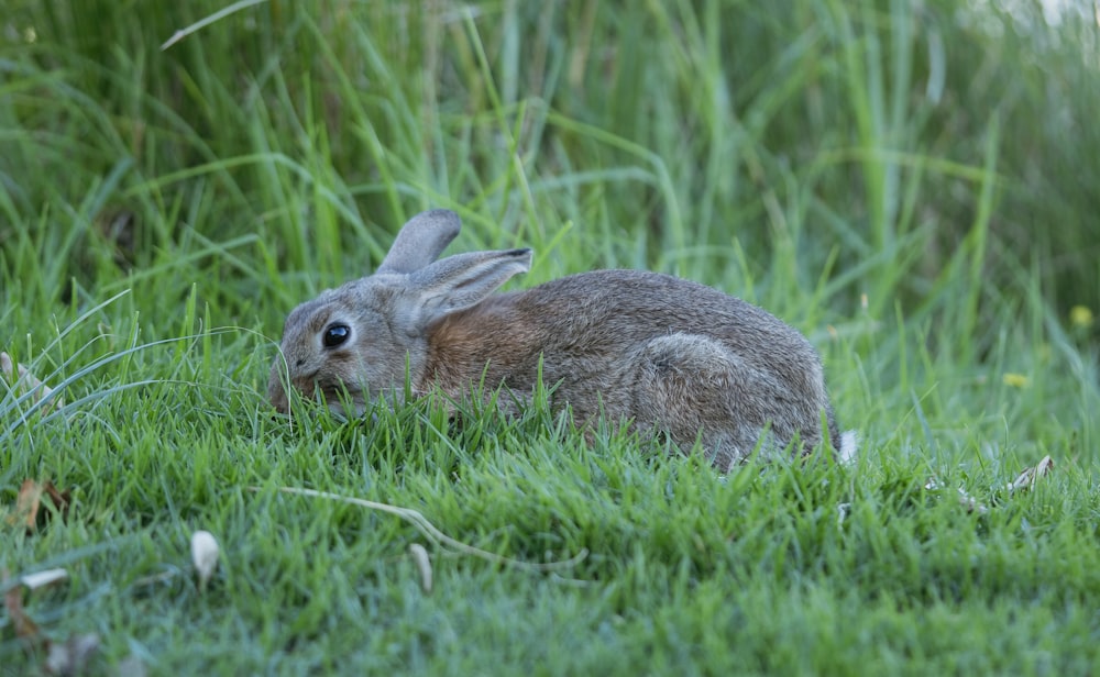 a rabbit is sitting in the grass