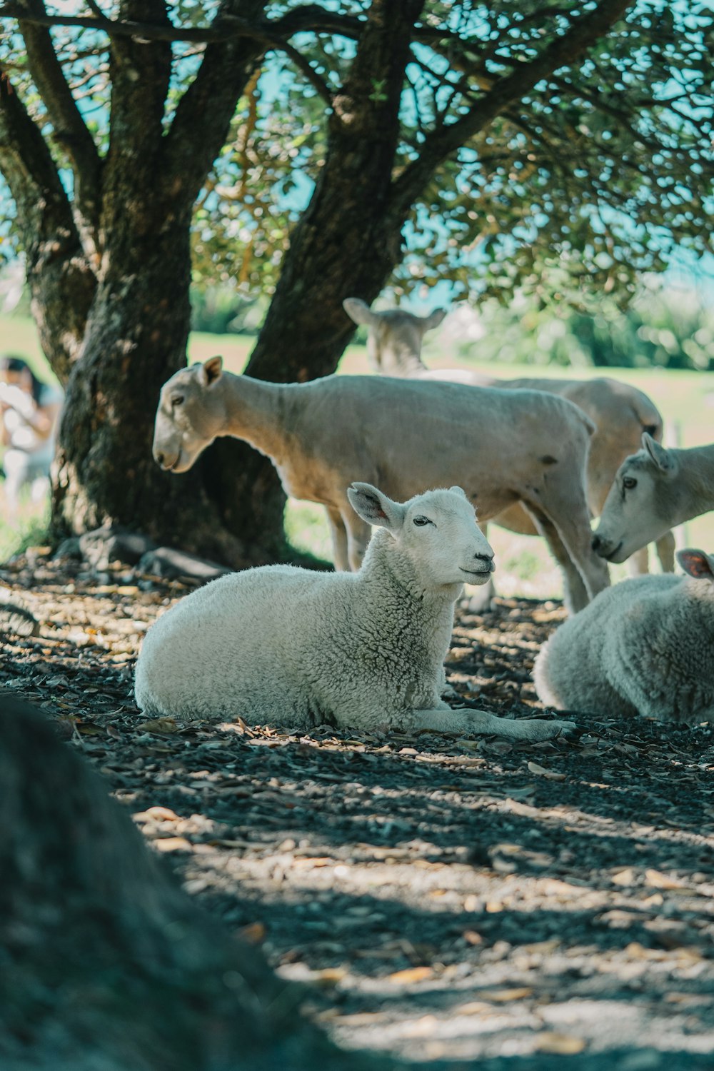 a herd of sheep laying on top of a dirt field