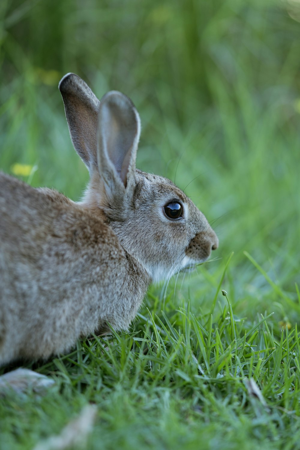 a rabbit is sitting in the grass looking at something