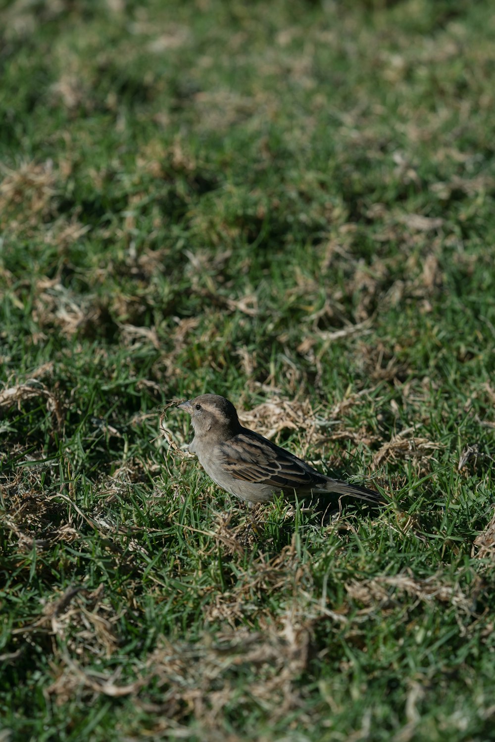 a small bird sitting on the ground in the grass