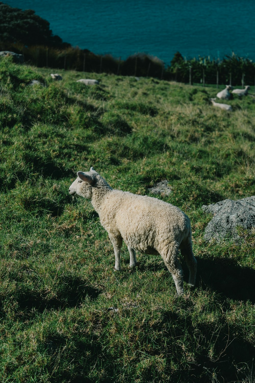 a sheep standing in a grassy field next to a body of water