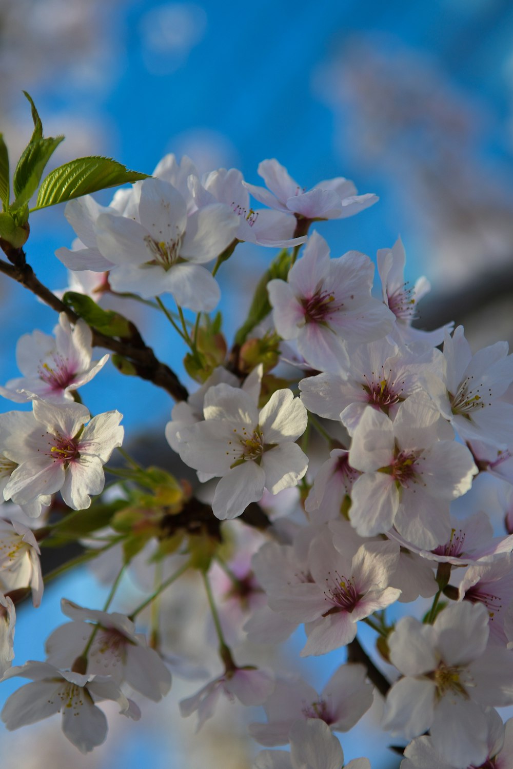 a branch of a tree with white flowers